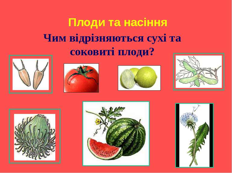 Плоди та насіння Чим відрізняються сухі та соковиті плоди?