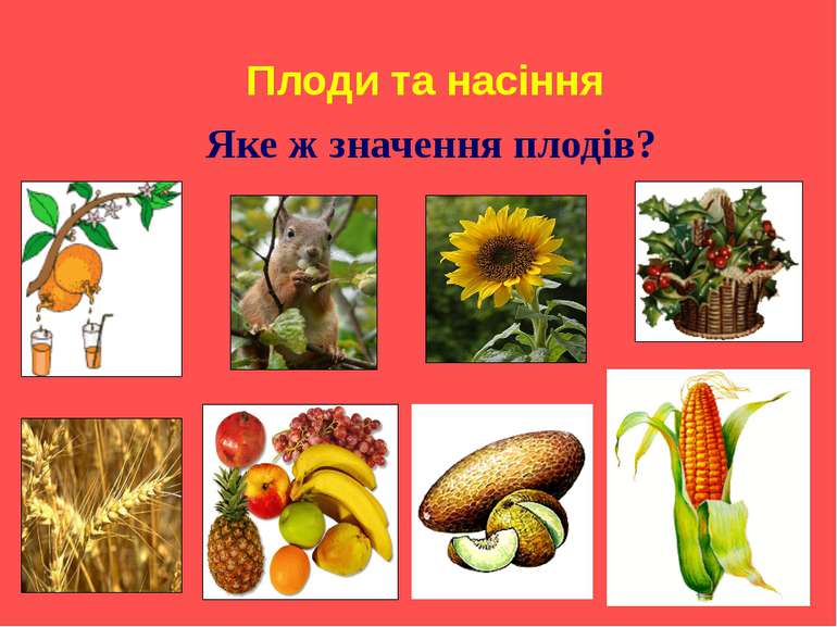 Плоди та насіння Яке ж значення плодів?