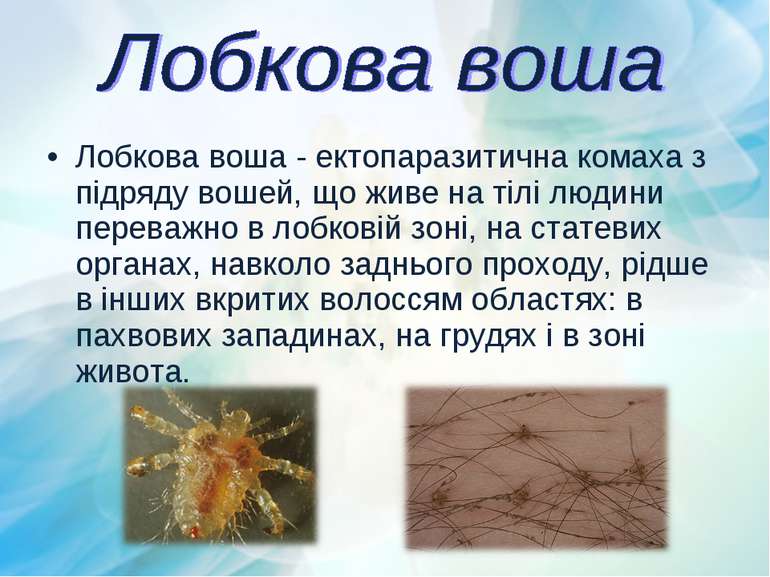 Лобкова воша - ектопаразитична комаха з підряду вошей, що живе на тілі людини...