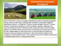 Біотехнологія в сільському господарстві Внесок біотехнології в сільськогоспод...