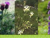 У склад флори Ужанського НПП входять ендемічні види рослин, які занесені до Ч...