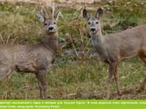Тваринний світ території національного парку є типовим для Східних Карпат. В ...