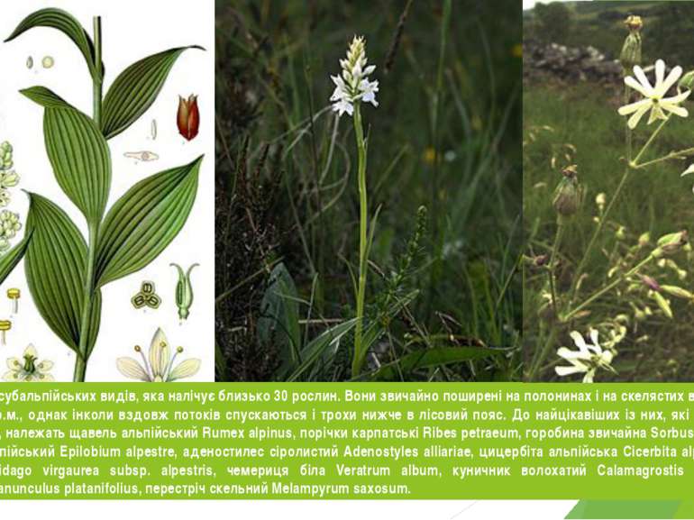 Багатою є група субальпійських видів, яка налічує близько 30 рослин. Вони зви...