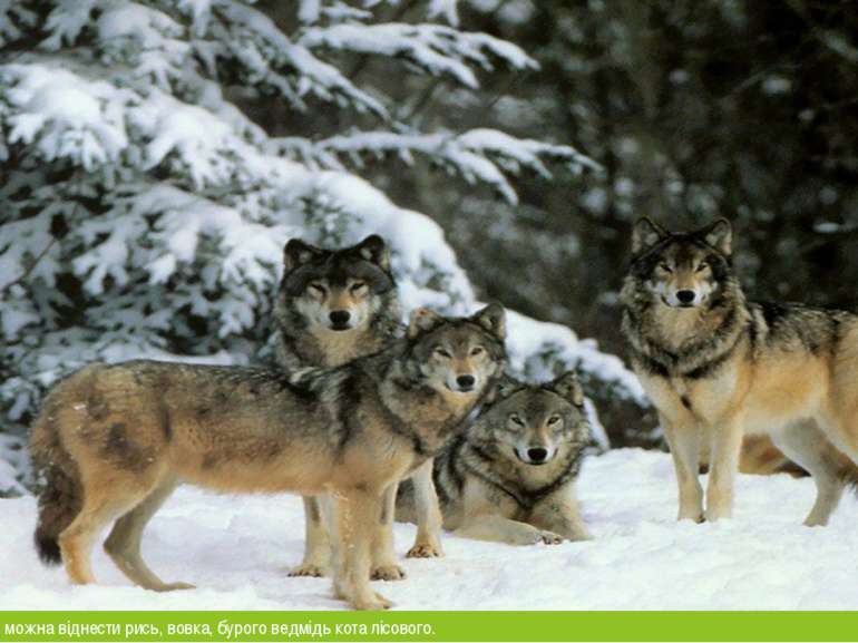 У рідкісних тварин можна віднести рись, вовка, бурого ведмідь кота лісового.