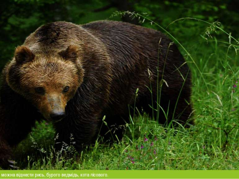 У рідкісних тварин можна віднести рись, бурого ведмідь, кота лісового.