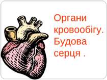 Органи кровообігу.Будова серця .