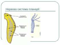 Нервова система планарії: