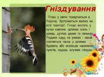 Гніздування Птаха у квітні повертається в Україну. Зустрічається майже на всі...