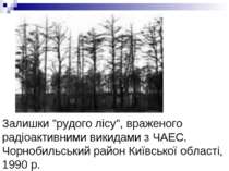 Залишки "рудого лісу", враженого радіоактивними викидами з ЧАЕС. Чорнобильськ...