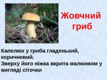 Жовчний гриб Капелюх у гриба гладенький, коричневий. Зверху його ніжка вкрита...