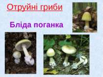 Отруйні гриби Бліда поганка