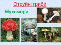 Отруйні гриби Мухомори