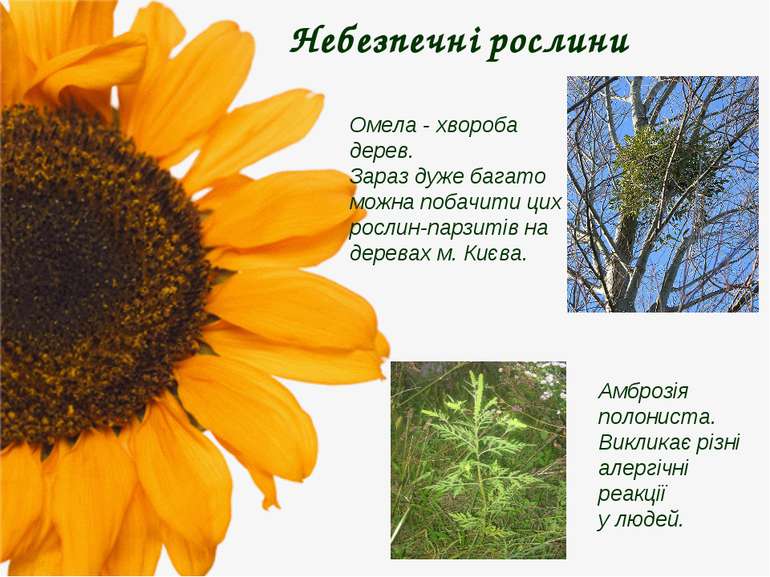 Небезпечні рослини Амброзія полониста. Викликає різні алергічні реакції у люд...