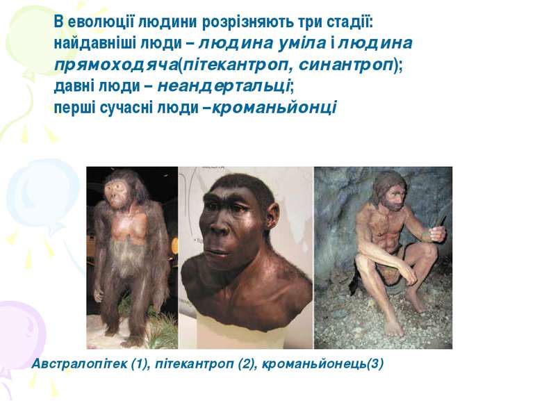 Австралопітек (1), пітекантроп (2), кроманьйонець(3) В еволюції людини розріз...