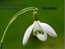 Snowdrop Look at the pictures and name the words