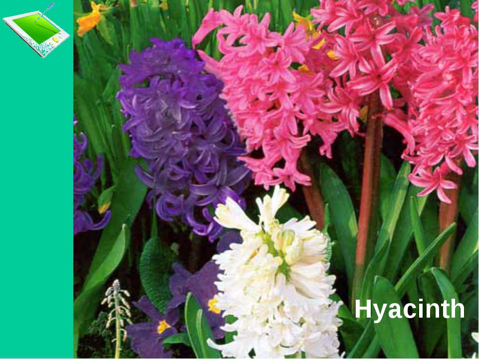 Гиацинт суеверия. Гиацинт (растение) клумбовые растения. Цветы похожие на гиацинты. Садовые цветы похожие на гиацинт. Похож на гиацинт.