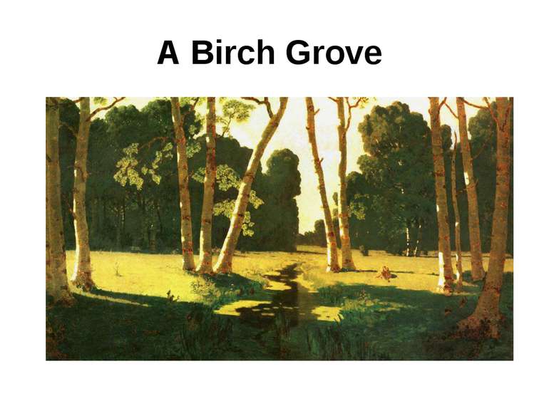 A Birch Grove