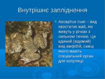 Внутрішнє запліднення Ascaphus truei – вид хвостатих жаб, які живуть у річках...