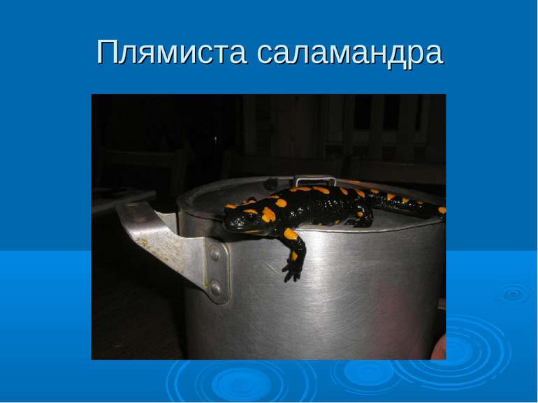 Плямиста саламандра