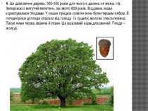 4. Це довговічне дерево. 300-500 років для нього є далеко не межа. На Запоріж...