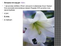 Вікторина лото-ерудит «Квіти». 1. Цю рослину люблять в Японії, вона росте на ...