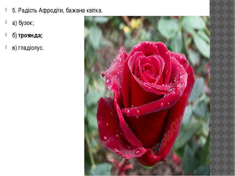 5. Радість Афродіти, бажана квітка. а) бузок; б) троянда; в) гладіолус.