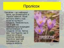 Пролісок Проліски – це найперші квіти, що розквітають в Україні навесні. Вони...