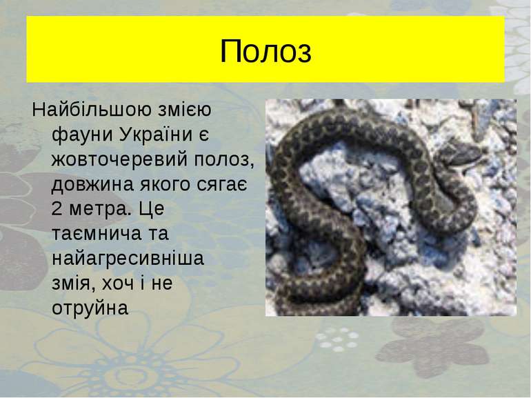 Полоз Найбільшою змією фауни України є жовточеревий полоз, довжина якого сяга...