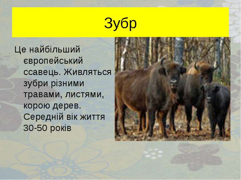 Зубр Це найбільший європейський ссавець. Живляться зубри різними травами, лис...