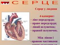 Серце у людини 4-камерне: ліве передсердя; праве передсердя; лівий шлуночок; ...