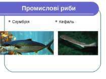 Промислові риби Скумбрія Кефаль