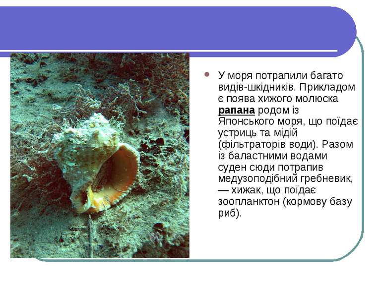 У моря потрапили багато видів-шкідників. Прикладом є поява хижого молюска рап...