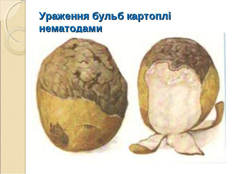 Ураження бульб картоплі нематодами