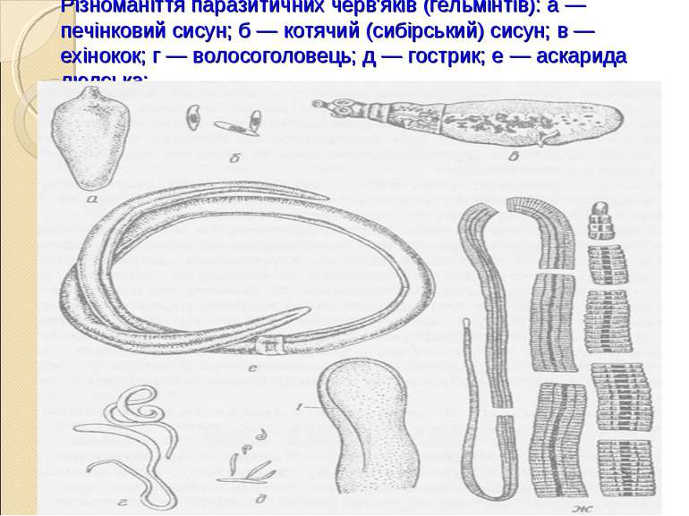 Різноманіття паразитичних черв'яків (гельмінтів): а — печінковий сисун; б — к...