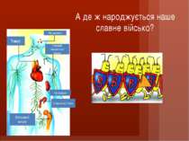 А де ж народжується наше славне військо? Тимус Мигдалини Пахвові лімфатичні в...