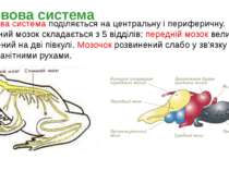 Нервова система поділяється на центральну і периферичну. Головний мозок склад...