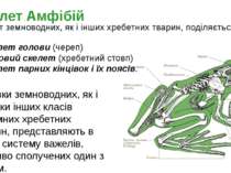 Скелет земноводних, як і інших хребетних тварин, поділяється на: скелет голов...