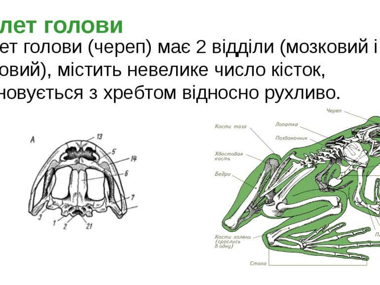 Скелет голови Скелет голови (череп) має 2 відділи (мозковий і лицьовий), міст...