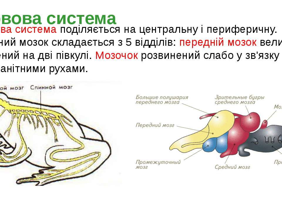 Мозг амфибий и рептилий. Нервная система амфибий. Головной мозг амфибий. Нервная система земноводных. Половая система земноводных.