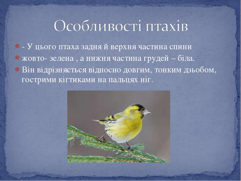 - У цього птаха задня й верхня частина спини жовто- зелена , а нижня частина ...