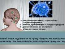 Головний мозок поділяється на праву півкулю, яка контролює ліву частину тіла,...
