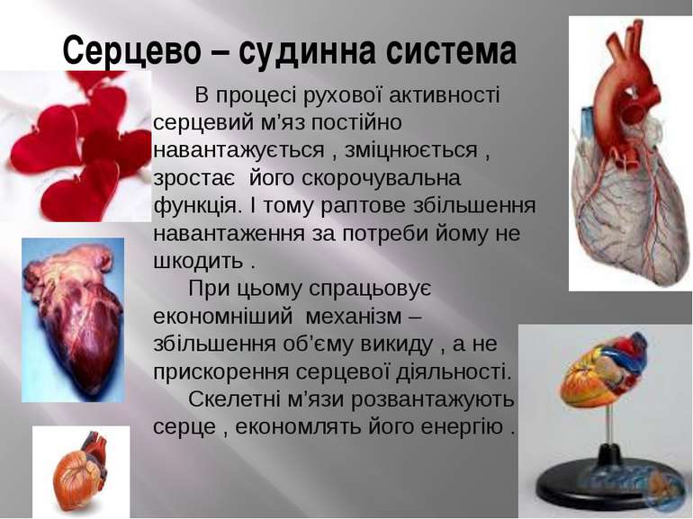 Серцево – судинна система В процесі рухової активності серцевий м’яз постійно...