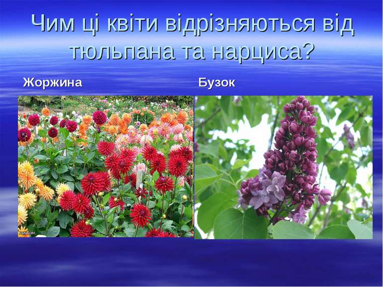 Чим ці квіти відрізняються від тюльпана та нарциса? Жоржина Бузок