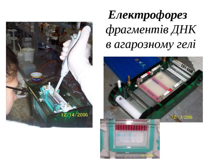 Електрофорез фрагментів ДНК в агарозному гелі