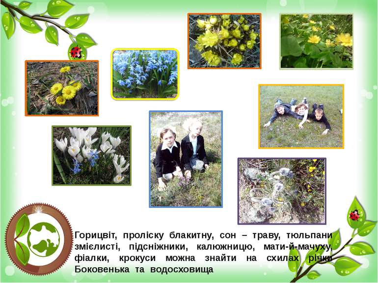 Горицвіт, проліску блакитну, сон – траву, тюльпани змієлисті, підсніжники, ка...