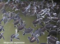 Морські черепахи