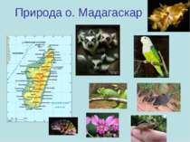 Природа о. Мадагаскар