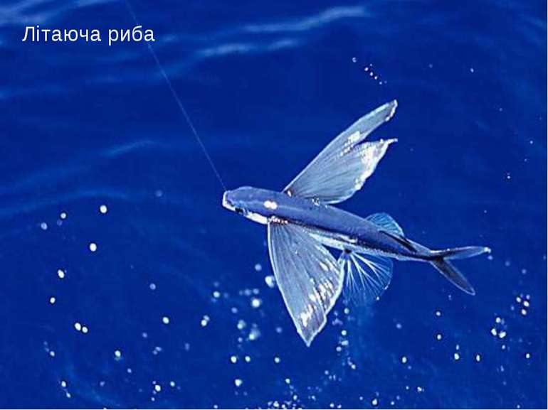 Літаюча риба