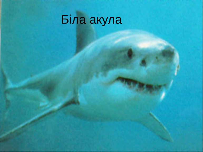 Біла акула