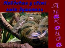Найдовша у світі змія-душитель
